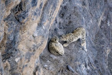 Snow Leopard - Panthera uncia, beautiful iconic large cat from Asian high mountians, Himalayas, Spiti Valley, India. clipart