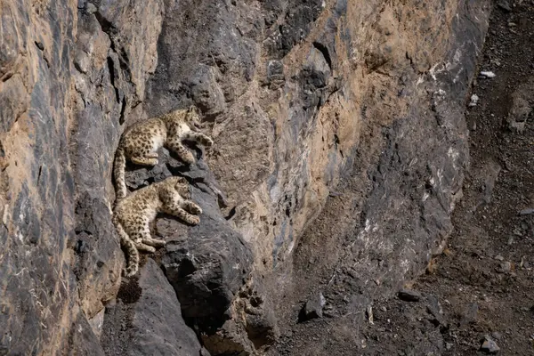 Snow Leopard Panthera Uncia Beautiful Iconic Large Cat Asian High — Stock Photo, Image