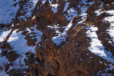Kar Leoparı - Panthera uncia, Asya yüksek atlılarından güzel ikonik büyük kedi, Himalayalar, Spiti Vadisi, Hindistan.