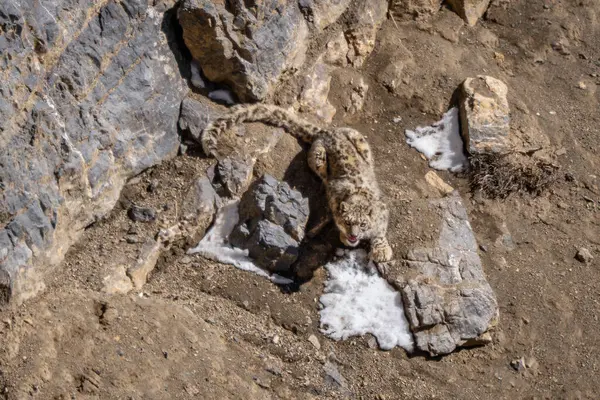 Kar Leoparı - Panthera uncia, Asya yüksek atlılarından güzel ikonik büyük kedi, Himalayalar, Spiti Vadisi, Hindistan.