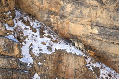 Kar Leoparı - Panthera uncia, Asya yüksek atlılarından güzel ikonik büyük kedi, Himalayalar, Spiti Vadisi, Hindistan.