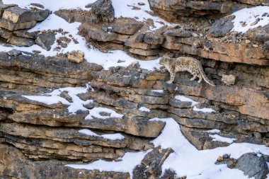 Kar Leoparı - Panthera uncia, Asya yüksek atlılarından güzel ikonik büyük kedi, Himalayalar, Spiti Vadisi, Hindistan.