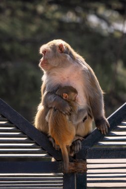 Rhesus Macaque - Macaca mulatta, Orta ve Doğu Asya ormanları ve ormanlarında yaşayan güzel ve popüler primat türünün portresi, Shimla, Hindistan.