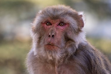 Rhesus Macaque - Macaca mulatta, Orta ve Doğu Asya ormanları ve ormanlarında yaşayan güzel ve popüler primat türünün portresi, Shimla, Hindistan.