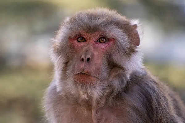 Rhesus Macaque Macaca Mulatta Orta Doğu Asya Ormanları Ormanlarında Yaşayan — Stok fotoğraf