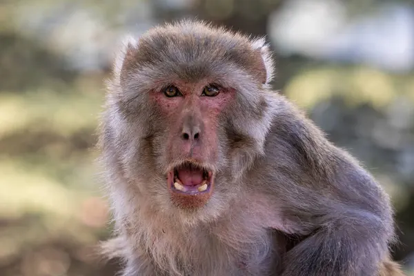Rhesus Macaque Macaca Mulatta Πορτρέτο Του Όμορφου Δημοφιλούς Πρωτεύοντος Ενδημικού Royalty Free Φωτογραφίες Αρχείου