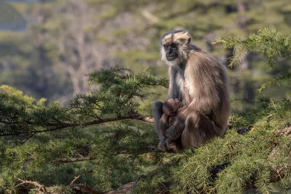 Nepal Sacred Langur Semnopithecus Schistaceus Beautiful Popular Primate Grey Fur — Stock Photo, Image