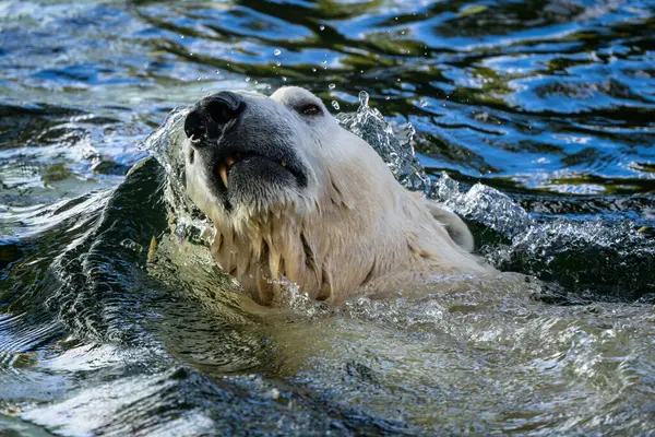 Urso Polar Ursus Maritimus Icônico Belo Mamífero Grande Com Pêlo Fotos De Bancos De Imagens