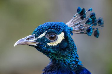 Hint Peafowl - Pavo kristali, Hint ormanlarından ve otlaklarından güzel ikonik renkli kuş, Nagarahole Tiger Reserve, Hindistan.