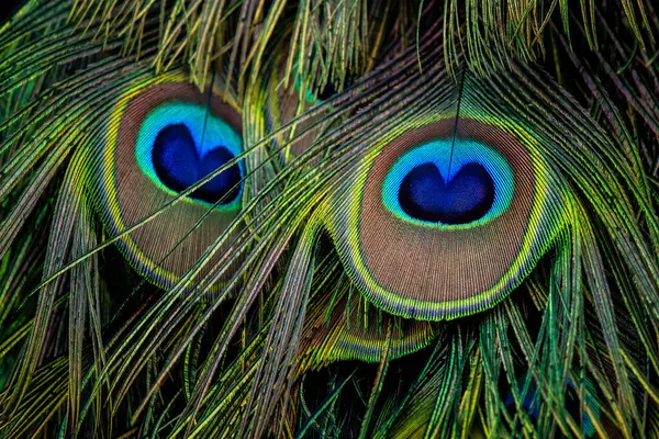 Peafowl Indiano Pavo Cristatus Pássaro Icônico Beatiful Colorido Florestas Prados Imagens De Bancos De Imagens