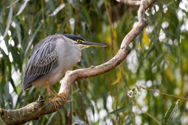 Striated Heron - Butorides striatus, beautiful, small, shy heron from African lakes and fresh waters, Madagascar. clipart