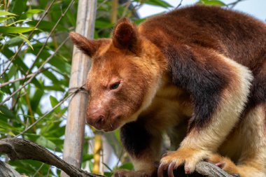 Goodfellow 'un Ağaç Kangurusu - Dendrolagus Goodfellowi, Yeni Gine tropikal ormanlarından nesli tükenmekte olan güzel renkli ağaç kangurusu.