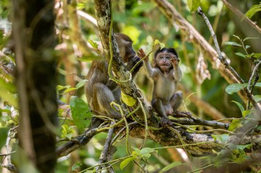 Uzun kuyruklu Macaque - Macaca fascicularis, Güneydoğu Asya ormanlarından, ormanlardan ve bahçelerden, Borneo, Malezya.