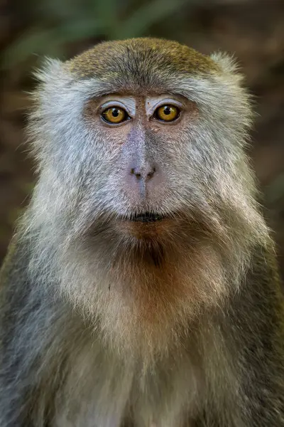 Μακάο Macaca Fascicularis Κοινή Μαϊμού Από Δάση Δάση Και Τους Εικόνα Αρχείου