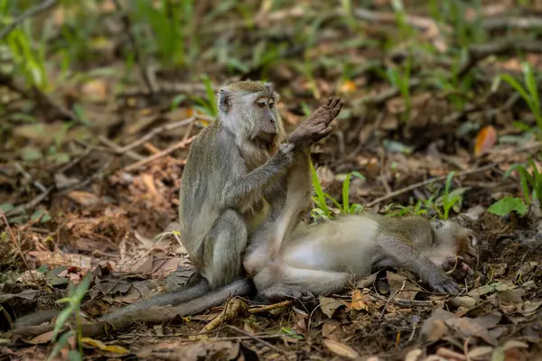 Μακάο Macaca Fascicularis Κοινή Μαϊμού Από Δάση Δάση Και Τους Εικόνα Αρχείου