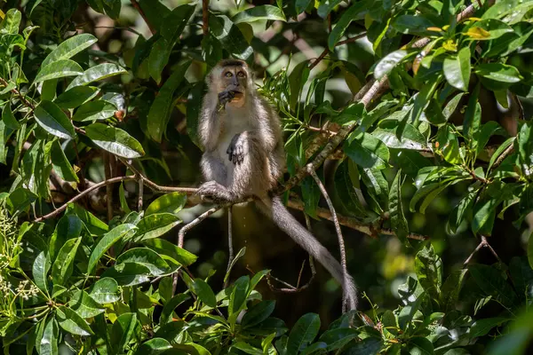 Macaco Dalla Coda Lunga Macaca Fascicularis Scimmia Comune Del Sud Foto Stock Royalty Free