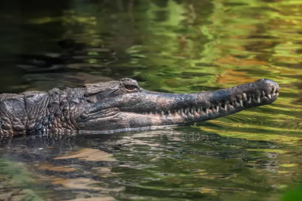 False Gharial Tomistoma Schlegelii 来自马来西亚东南亚淡水 沼泽地和河流的独特大型鳄鱼 — 图库照片