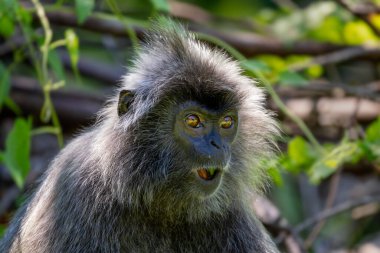 Gümüş Yaprak Maymunu - Trachypithecus kristali, Güneydoğu Asya, Borneo, Malezya 'dan gümüş kürklü güzel primat.