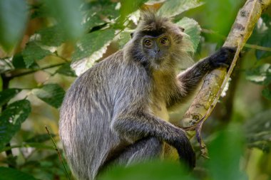 Gümüş Yaprak Maymunu - Trachypithecus kristali, Güneydoğu Asya, Borneo, Malezya 'dan gümüş kürklü güzel primat.