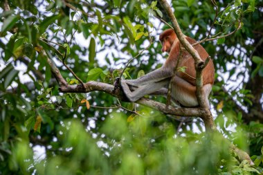 Proboscis Monkey - Nasalis larvatus, güneydoğu Asya adası Borneo 'nun mangrov ormanlarına özgü büyük burunlu güzel bir primat..