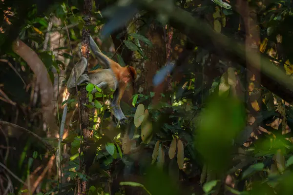 Proboscis Monkey Nasalis Larvatus Bellissimo Primate Unico Con Grande Naso Immagini Stock Royalty Free