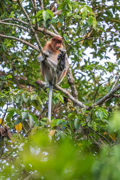 Proboscis Monkey Nasalis Larvatus Bellissimo Primate Unico Con Grande Naso Foto Stock Royalty Free