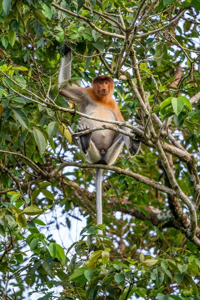 Proboscis Monkey Nasalis Larvatus Bellissimo Primate Unico Con Grande Naso Foto Stock