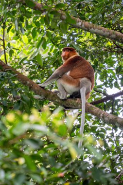 Proboscis Monkey - Nasalis larvatus, güneydoğu Asya adası Borneo 'nun mangrov ormanlarına özgü büyük burunlu güzel bir primat..
