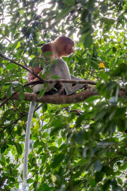 Proboscis Monkey - Nasalis larvatus, güneydoğu Asya adası Borneo 'nun mangrov ormanlarına özgü büyük burunlu güzel bir primat..