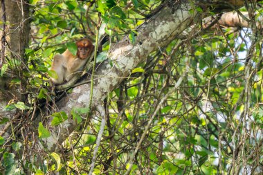 Proboscis Monkey - Nasalis larvatus, güneydoğu Asya adası Borneo 'nun mangrov ormanlarına özgü büyük burunlu güzel bir primat..