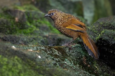 Scaly Laughingthrush - Trochalopteron subunicolor, beautiful colored perching bird from montane forests and jungles of Central and Eastern Asia, China. clipart