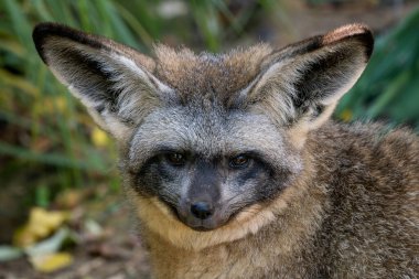 Yarasa kulaklı Tilki - Otocyon megalotisi, Afrika savanalarından ve çayırlarından geniş kulaklı güzel eşsiz tilki türünün portresi, Uganda.