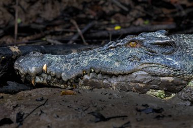 Salt-water Crocodile - Crocodylus porosus, large dangerous crocodile from Australian and Asian salt and fresh waters, Kinabatangan river, Borneo, Malaysia. clipart