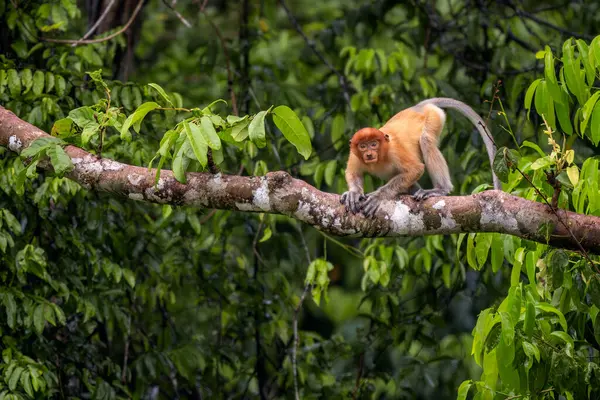 stock image Proboscis Monkey - Nasalis larvatus, beautiful unique primate with large nose endemic to mangrove forests of the southeast Asian island of Borneo.