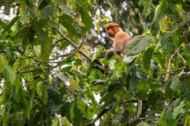 Proboscis Monkey - Nasalis larvatus, güneydoğu Asya adası Borneo 'nun mangrov ormanlarına özgü büyük burunlu güzel bir primat..