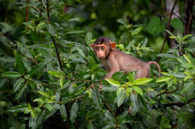Southern Pig-tailed Macaque - Macaca nemestrina, large powerful macaque from Southeast Asia forests, Kinabatangan river, Borneo, Malaysia. clipart