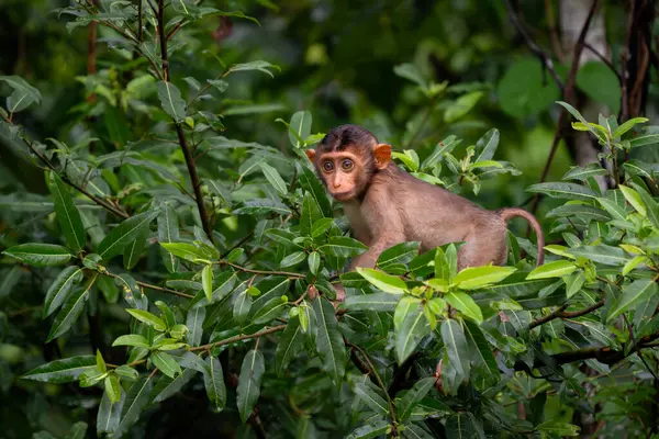 stock image Southern Pig-tailed Macaque - Macaca nemestrina, large powerful macaque from Southeast Asia forests, Kinabatangan river, Borneo, Malaysia.