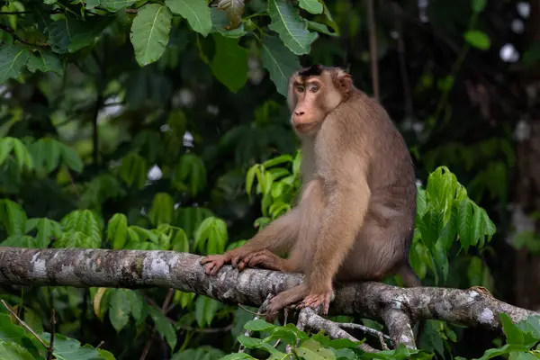 stock image Southern Pig-tailed Macaque - Macaca nemestrina, large powerful macaque from Southeast Asia forests, Kinabatangan river, Borneo, Malaysia.