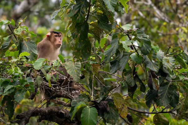 stock image Southern Pig-tailed Macaque - Macaca nemestrina, large powerful macaque from Southeast Asia forests, Kinabatangan river, Borneo, Malaysia.