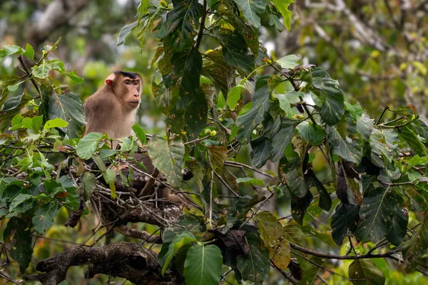 Güney At Kuyruklu Macaque - Macaca nemestrina, Güneydoğu Asya ormanlarından büyük güçlü makak, Kinabatangan nehri, Borneo, Malezya.