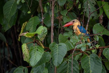 Leylek gagalı Kingfisher - Pelargopsis capensis, Asya ormanlarından ve tatlı sularından güzel renkli kralbalıkçı, Kinabatangan nehri, Borneo, Malezya.