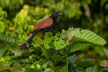 Büyük Coucal - Centropus sinensis, Asya ormanları ve ormanlık alanlardan güzel siyah ve kahverengi coucal, Kinabatangan nehri, Borneo, Malezya.