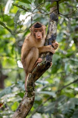 Güney At Kuyruklu Macaque - Macaca nemestrina, Güneydoğu Asya ormanlarından büyük güçlü makak, Kinabatangan nehri, Borneo, Malezya.