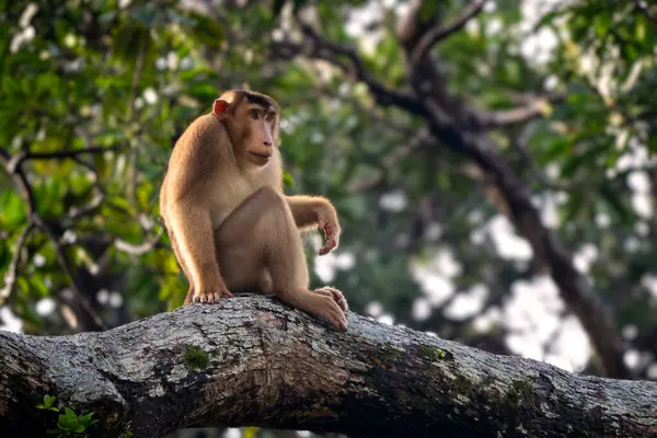 Güney At Kuyruklu Macaque - Macaca nemestrina, Güneydoğu Asya ormanlarından büyük güçlü makak, Kinabatangan nehri, Borneo, Malezya.