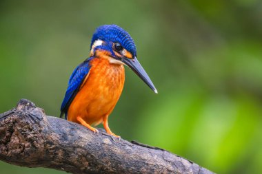 Mavi kulaklı Kingfisher - Alcedo meninting, Asya nehir kıyıları, mangrovlar ve yemyeşil ormanlar, Kinabatangan nehri, Borneo, Malezya.