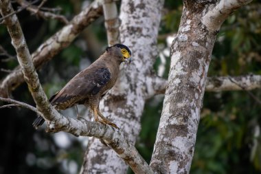 İbikli Yılan-Kartal - Dökülmüş çeler, Asya ormanlarından ve sulak alanlardan gelen güzel renkli yırtıcı kuş, Borneo, Malezya.