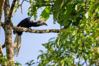 Beyaz taçlı Hornbill - Berenicornis koması, Güney Doğu Asya 'nın tropikal ormanlarına özgü eşsiz boynuz gagası, Kinabatangan nehri, Borneo, Malezya.