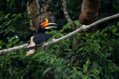 Gergedan boynuzu - Buceros gergedanı, Güneydoğu Asya tropikal ormanlarından renkli gagalı güzel ikonik kuş, Kinabatangan nehri, Borneo, Malezya. 