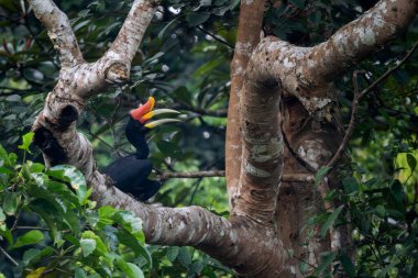 Gergedan boynuzu - Buceros gergedanı, Güneydoğu Asya tropikal ormanlarından renkli gagalı güzel ikonik kuş, Kinabatangan nehri, Borneo, Malezya. 