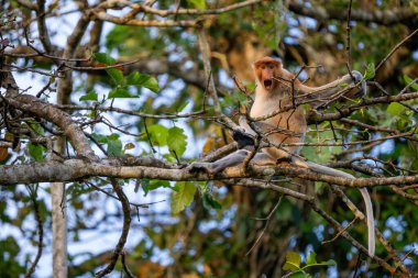 Proboscis Monkey - Nasalis larvatus, güneydoğu Asya adası Borneo 'nun mangrov ormanlarına özgü büyük burunlu güzel bir primat..